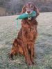 Irish Red Setter Foto: Harry vom Franzosenkeller bei seiner Lieblingsbeschäftigung Dummyarbeiten (ID 17604) Irish Red Setter Hund