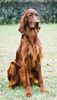 Irish Red Setter Foto: Harry vom Franzosenkeller (ID 2263) Irish Red Setter Hund