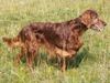 Irish Red Setter Foto: Harry vom Franzosenkeller in typischer Vorstehpose (ID 24636) Irish Red Setter Hund
