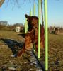 Irish Red Setter Foto: Harry vom Franzosenkeller im Agilityslalom (ID 9331) Irish Red Setter Hund