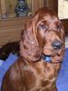 Irish Red Setter Foto: Edita´s Red Love Illion ist gerade 3 Monate alt uns sucht noch eine liebe Familie (ID 17327) Irish Red Setter Hund