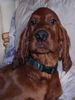 Irish Red Setter Foto: Edita´s Red Love Inola ist gerade 3 Monate alt uns sucht noch eine liebe Familie (ID 17328) Irish Red Setter Hund