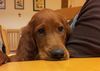 Irish Red Setter Hund