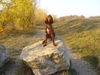 Irish Red Setter Hund