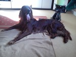 Irish Red Setter Hund