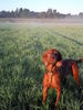 Irish Red Setter Hund