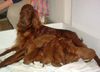 Irish Red Setter Foto: Isis vom Franzosenkeller mit ihren Welpen im Alter von 22 Tagen (ID 15123) Irish Red Setter Hund