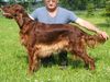Irish Red Setter Foto: Jolly Jane vom Franzosenkeller (ID 23399) Irish Red Setter Hund