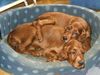 Irish Red Setter Hund