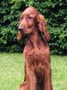 Irish Red Setter Hund