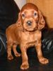 Irish Red Setter Foto: Lucky Laura vom Franzosenkeller im Alter von 6 Wochen (ID 15755) Irish Red Setter Hund