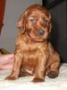 Irish Red Setter Foto: Lucky Leroy vom Franzosenkeller mit 4 Wochen (ID 15247) Irish Red Setter Hund