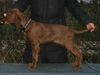 Irish Red Setter Foto: Lucky Leroy vom Franzosenkeller , unser Jüngster (ID 17203) Irish Red Setter Hund