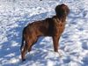 Irish Red Setter Foto: Unser Leroy ist ein lieber und verschmuster Famiienhund und zeigt auch alle Anlagen eines guten Jagdhundes. Auf dem Bild ist er 6 Monate alt. (ID 19618) Irish Red Setter Hund