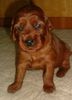 Irish Red Setter Foto: Das ist Lucky Leroy vom Franzosenkeller im Alter von 22 Tagen (ID 15122) Irish Red Setter Hund