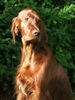 Irish Red Setter Foto: Lucky Lord vom Franzosenkeller im Alter von 11 Monaten (ID 24635) Irish Red Setter Hund