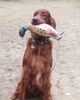 Irish Red Setter Hund