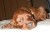 Irish Red Setter Foto: Lucky Luke vom Franzosenkeller mit 4 Wochen (ID 15246) Irish Red Setter Hund