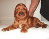 Irish Red Setter Hund