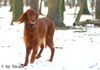 Irish Red Setter Hund