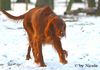 Irish Red Setter Hund