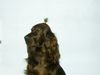 Irish Red Setter Foto: Arielle vom Talismann (ID 18623) Irish Red Setter Hund