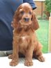 Irish Red Setter Hund