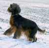 Irish Red Setter Hund