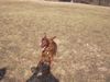 Irish Red Setter Foto: Jippiiiiiii (ID 3886) Irish Red Setter Hund