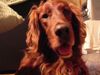 Irish Red Setter Foto: Bitte recht freundlich (ID 3888) Irish Red Setter Hund