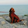 Irish Red Setter Hund