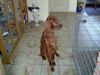 Irish Red Setter Foto: My dog (ID 4323) Irish Red Setter Hund