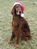 Irish Red Setter Foto: Weihnachtssetter Harry und Lord (ID 27538) Irish Red Setter Hund