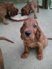 Irish Red Setter Foto: Sweetie (ID 738) Irish Red Setter Hund