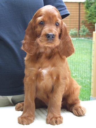 Irish Red Setter Hunde Foto 42386 in höherer Auflösung ansehen Irish Red Setter Gwenny 6,5 Wochen alt
