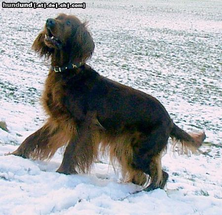 Irish Red Setter Hunde Foto 25115 in höherer Auflösung ansehen Irish Red Setter Ariella vom Talismann