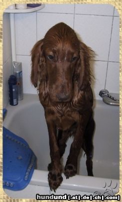 Irish Red Setter Hunde Foto 6557 Irish Red Setter Candy