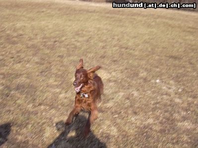 Irish Red Setter Hunde Foto 3886 Irish Red Setter Jippiiiiiii