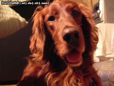 Irish Red Setter Hunde Foto 3888 Irish Red Setter Bitte recht freundlich