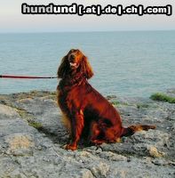 Irish Red Setter Hunde Foto 25114 Irish Red Setter Ariella vom Talismann