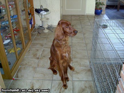 Irish Red Setter Hunde Foto 4323 Irish Red Setter My dog