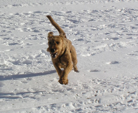 Irish Terrier Nico @ Cäsar von der Napoleonshöhe