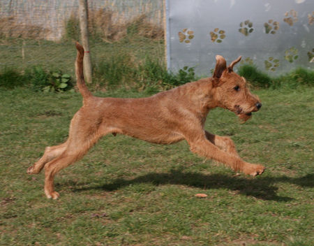 Irish Terrier Kells Storm Chaser