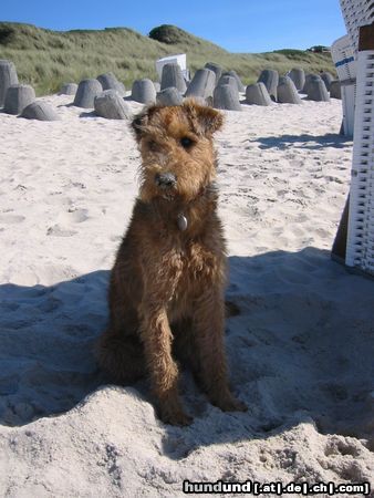 Irish Terrier Hunde Foto 14160 Irish Terrier Bin ich müde!!!