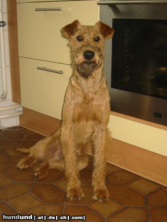 Irish Terrier Hunde Foto 14733 Irish Terrier Bewache bloß mein Brathähnchen