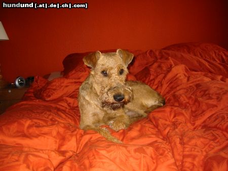 Irish Terrier Hunde Foto 14735 Irish Terrier Kleine Könige betten sich weich...