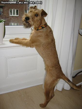 Irish Terrier Begley,immer auf dem laufenden über seine vierbeinigen Nachbarn...