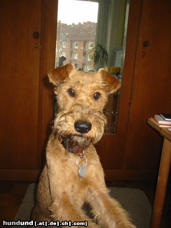 Irish Terrier Hunde Foto 14736 Irish Terrier Toben wir jetzt endlich?