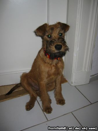 Irish Terrier Begley, ca. 4 Monate alt