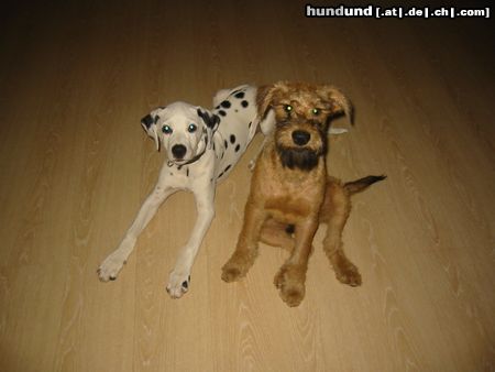 Irish Terrier Hunde Foto 14768 Irish Terrier Zwei Comedy-Nachwuchstalente, Begley und Askan